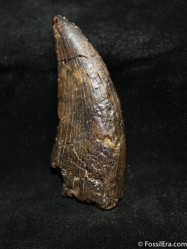 Inch Nanotyrannus (Juvenile T-Rex) Tooth #1265